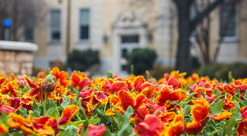 TCU marigold tulips